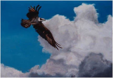 Original oil painting of Osprey in flight