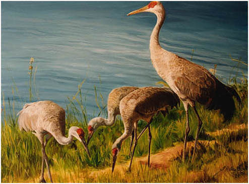 Original oil painting of Sandhill Cranes